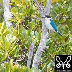 シロガシラのカップルに追いやられたナンヨウショウビン。