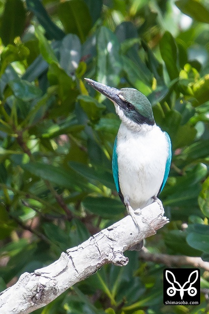 ナンヨウショウビン