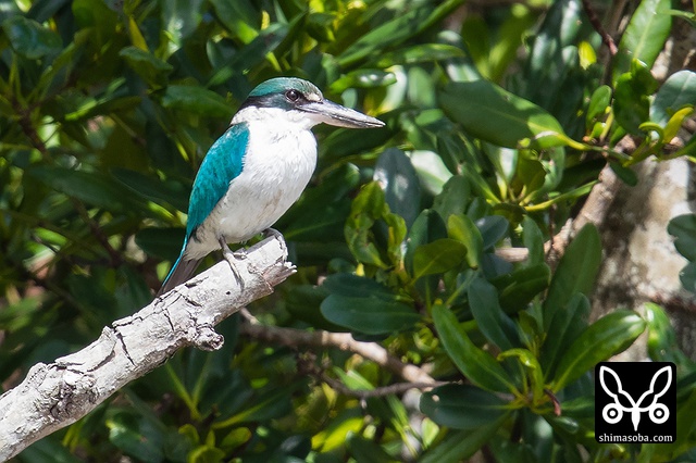 ナンヨウショウビン