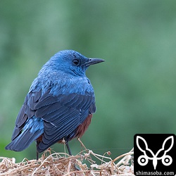 寒の戻りで日中の最高気温18度と気温が上がらず、イソヒヨドリも寒そう。