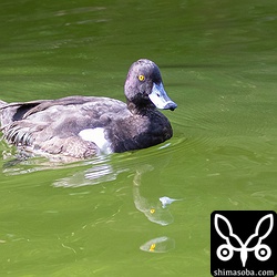 右の翼が骨折しているようで飛べません。一生をこの池で過ごすことになるのでしょうね。