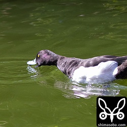 来場者の投げ入れた鯉の餌を食うキンクロハジロ。