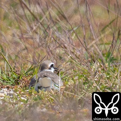シロチドリは、抱卵に入っていました。