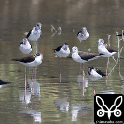 三角池のセイタカシギはどんどん数を増やしています。