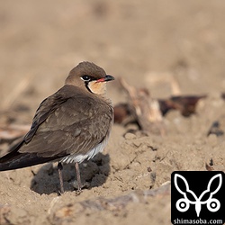 ツバメチドリは夏羽に変わっています。