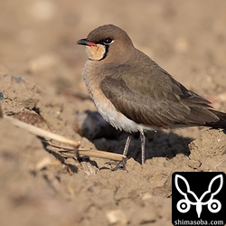 ツバメチドリもやっと増え出しました。