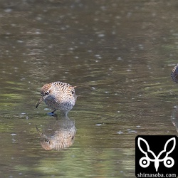 やっと渡ってきたウズラシギ。三角池に数分間滞在したのちどこかへ飛び去りました。タイミングの良い出会いでした。