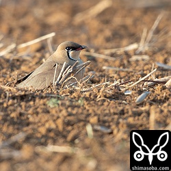 赤土の中でしゃがんでしまうと、なかなか見つけにくい。