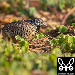 ミフウズラまでの距離は結構近いのですが、車内から観察していたらどんどんこちらに近ずいてきます。