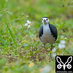 繁殖期だからなのか、行動が大胆で開けた場所に現れたり、こちらに近ずいてきたりした。
