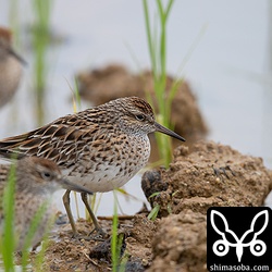 4羽のウズラシギが田植えが終わった田んぼにいました。
