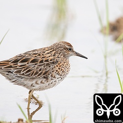 ウズラシギ成鳥夏羽。