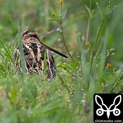 上の個体の近くにいた。こちらもタシギ。