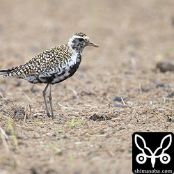 ムナグロ成鳥。冬羽から夏羽へ移行中。