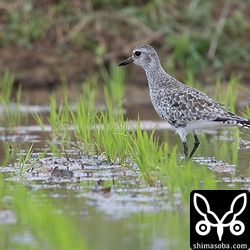 ダイゼン成鳥冬羽。