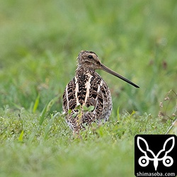 これは頭の禿げたタシギ。