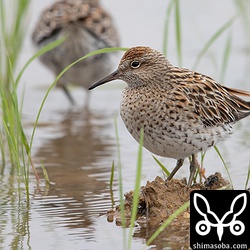 ウズラシギはお疲れモード。