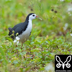 シロハラクイナ成鳥。