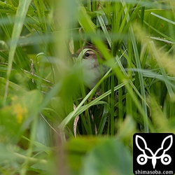 セッカは、巣の中に入ると長いときで8分ほど出てきませんでした。