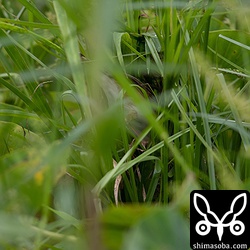 ここが巣の入り口です。