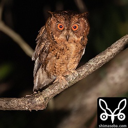 鳴き声を頼りに見つけた時は、突然だったので、お互いこんな顔をしていた…。^^;