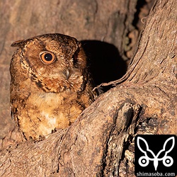 メスと思われる個体は樹洞から体を半分乗り出した状態のままだった。