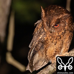 一度は飛び去ったのですが、しばらくして戻ってきたところをみるとお気にいいりの狩場なのでしょう。