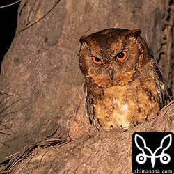近くの樹洞からもう一羽のリュウキュウオオコノハズクが顔を覗かせていた。こちらはメスと思われます。ほぼ営巣確定でしょう。