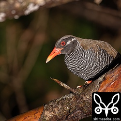 こちらは遅い時間に見つけたヤンバルクイナ。熟睡中。
