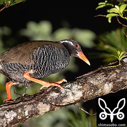 こちらもペアでいたヤンバルクイナ。時間が早かったのでまだ眠りが浅いようです。