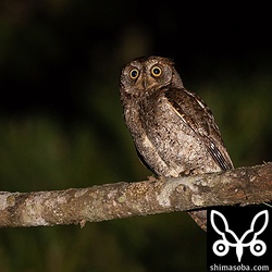 しきりに鳴き交わしていたオスのリュウキュウコノハズク。オスの鳴き声は増えてきましたが、メスの鳴き声はまだ聞こえない。