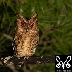 4年ぶりに撮影できたリュウキュウオオコノハズク。同じ個体かどうかは分かりませんが、同じ餌場で確認。