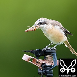 畑のスプリンクラーにシマアカモズのオス。