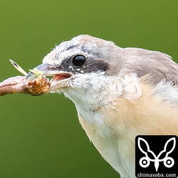 捕まえたバッタの羽や足をむしり、胴体だけを食っていた。