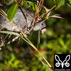 ケナガネズミは初めての撮影。込み入った所にいるので撮影はなかなか難しい。