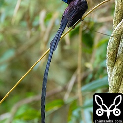 オスだけど見返り美人。