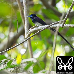 茂みの中で小さな虫を捕まえているのですが、時々、開けた場所まで出てきてくれました。