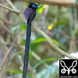 頭から尾羽の先端まできれいに入りました。^^