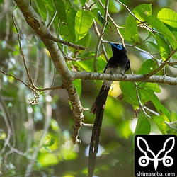 メスに求愛しに他の木に移りましたが、メスはまだその気にはなっていない模様ですぐに飛び去ってしまった。鳴き声は奥の藪から聞こえてくるのでこのオスのことを嫌いではないようです。