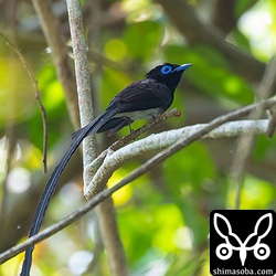 オスが圧倒的に多いようでしたが、メスは遅れて渡ってくるのだろうか。