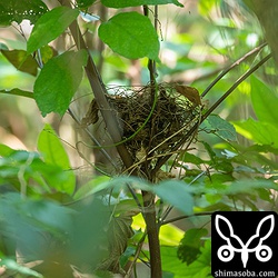 ヒヨドリも巣を作っていた。