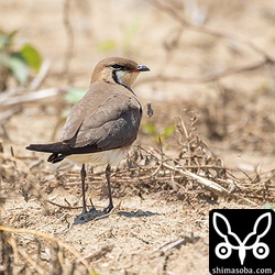 畑にはツバメチドリが飛来。