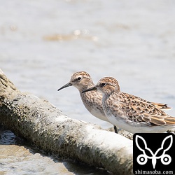 ヒバリシギは数羽が滞在中。