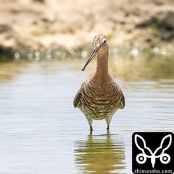 胸のボーダーが夏らしくておしゃれなオグロシギ。