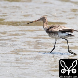 三角池のオグロシギはセイタカシギにいじめられていた。