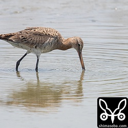 オグロシギ幼羽から第1回夏羽。