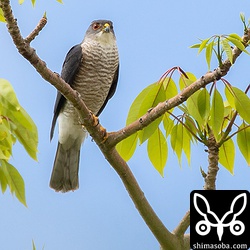繁殖2年目で完全な成鳥の姿になっていました。