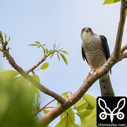 はるか遠くにカラスが飛ぶと警戒していた。