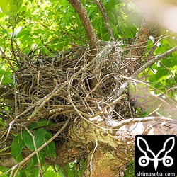 ツミの巣。ことしはアカギに架けました。葉が密生しているので観察は難しそうな感じ。