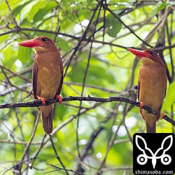 2羽で目の前に現れたリュウキュウアカショウビン。